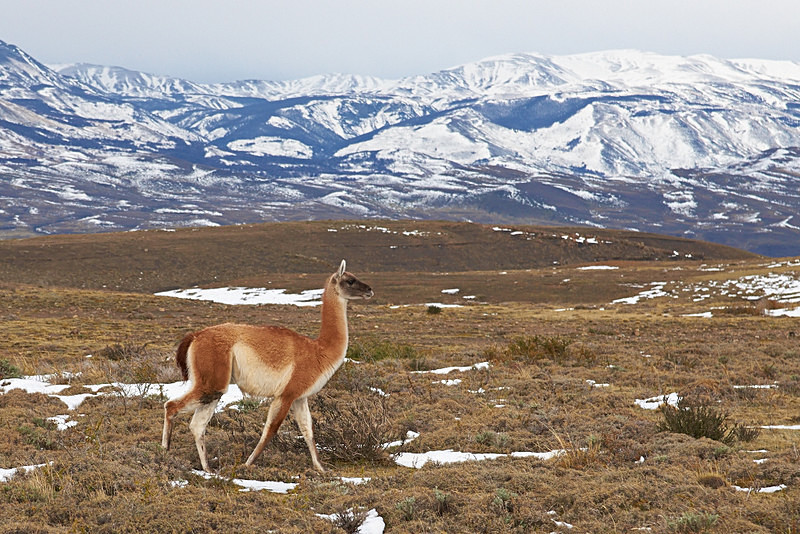 Guanaco - Torres del Paine National Park