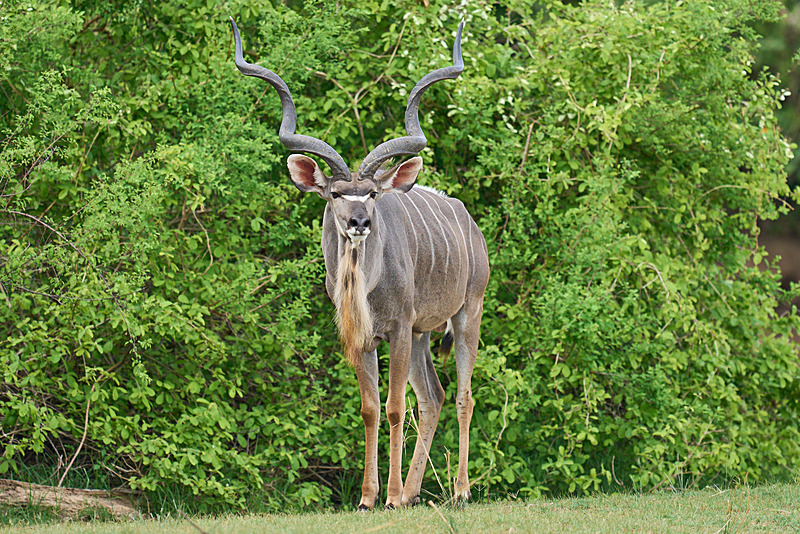  - South Luangwa National Park - November 2024