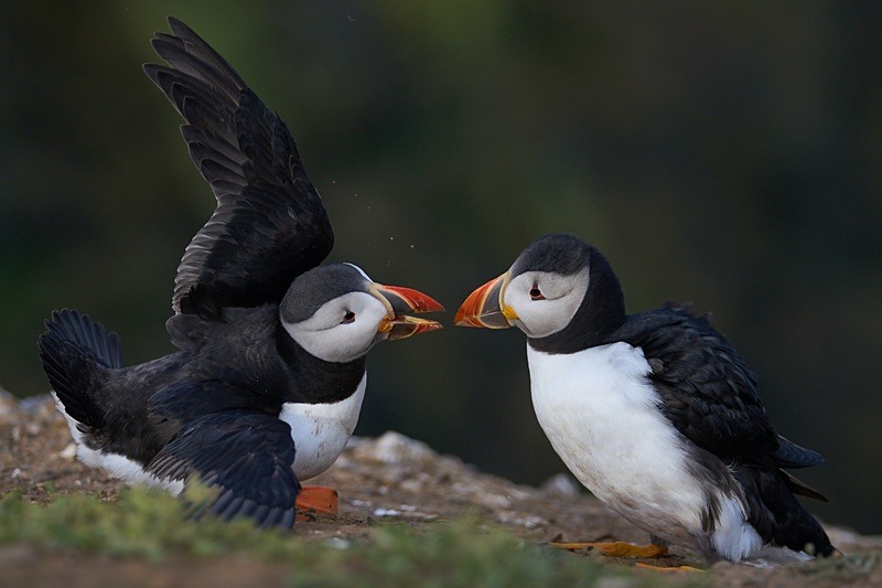 Atlantic Puffin - Puffins of Skomer