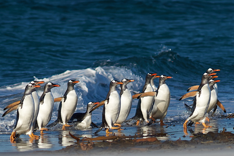 Gentoo Penguins - Sea Lion Island