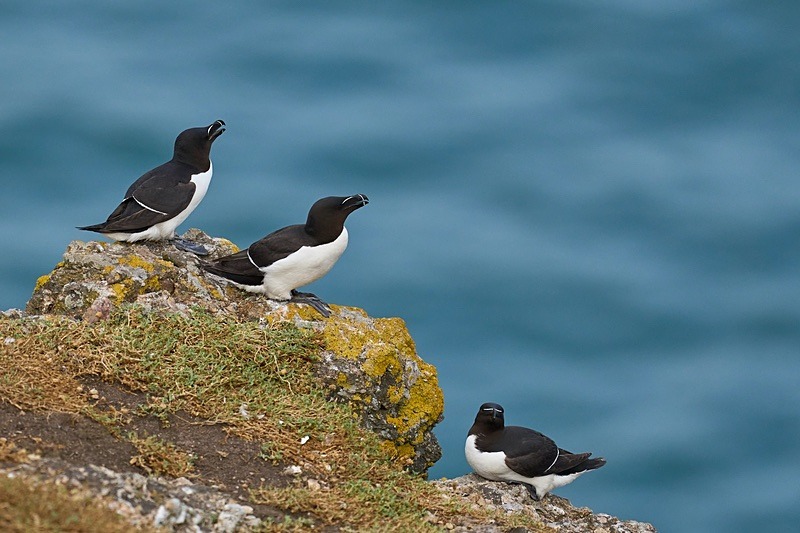 Razorbill - Puffins of Skomer