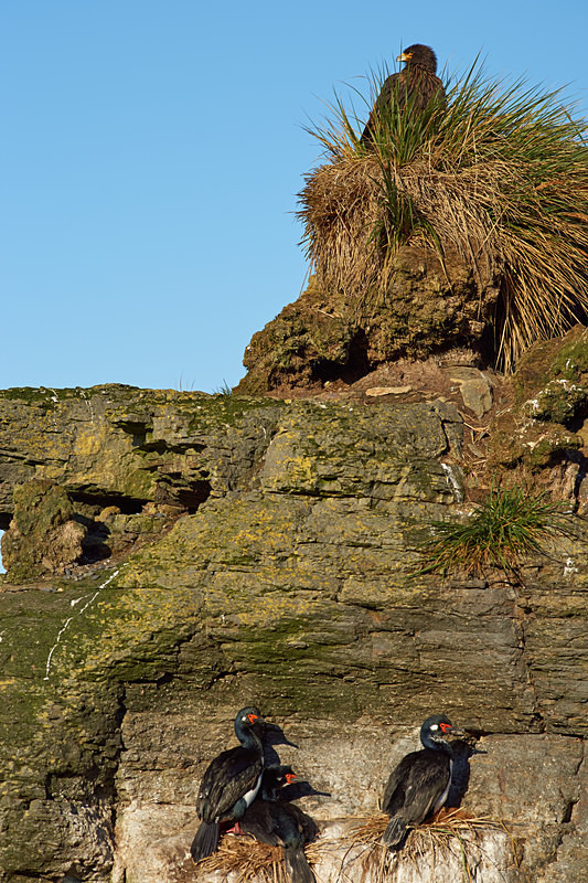 Rock Shags Nesting - Bleaker Island