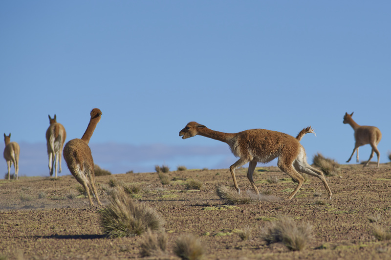 Vicuna Fighting - Altiplano of North-East Chile