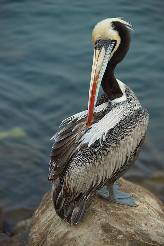Peruvian Pelican - Coastal Chile