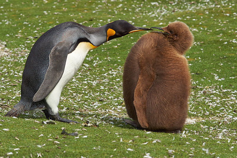 King Penguin Adult and Chick - Volunteer Point
