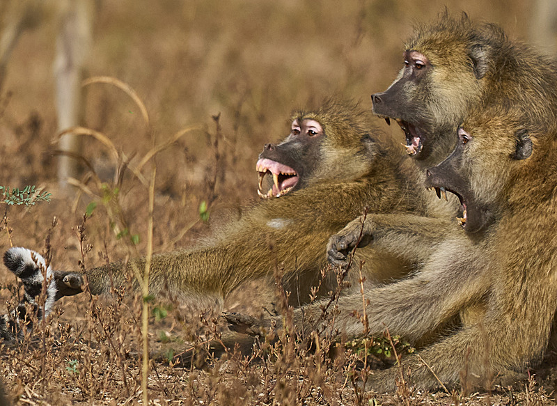  - South Luangwa National Park - May 2025