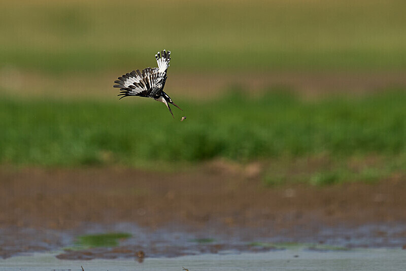 Pied Kingfisher drops catch - South Luangwa National Park - April 2024