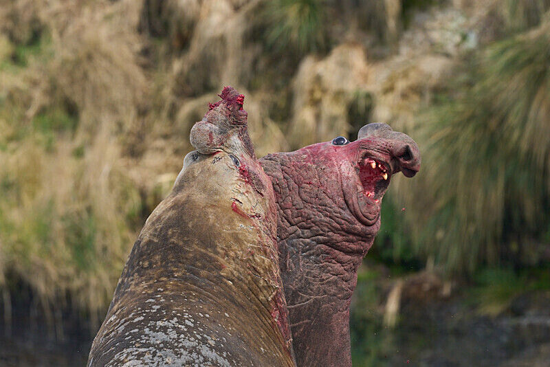 Southern Elephant Seal - Falkland Islands Oct 22
