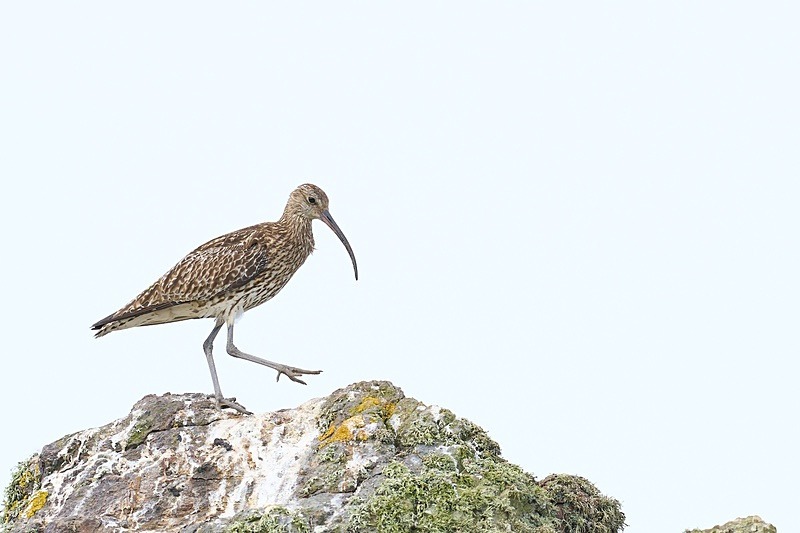 Curlew - Puffins of Skomer