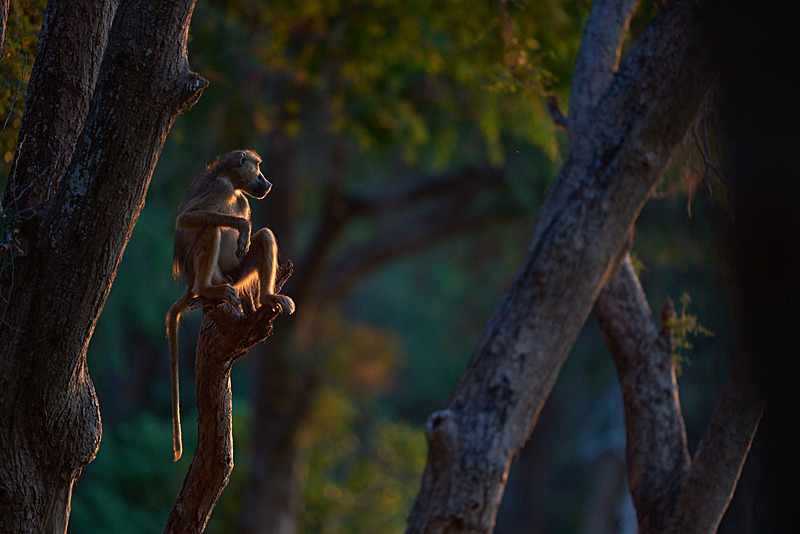  - Lower Zambezi National Park - May 2026