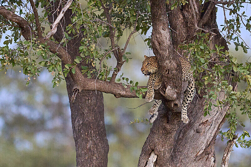 Leopard in a tree - South Luangwa National Park - April 2024