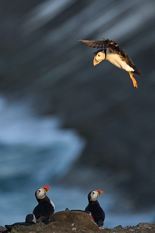 Atlantic Puffin - Puffins of Skomer