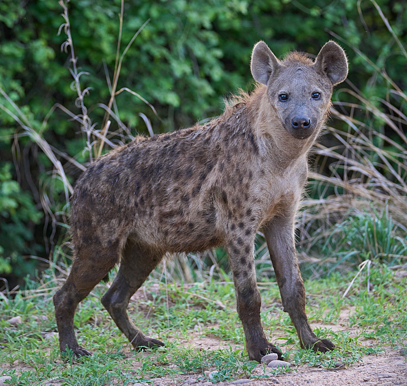 Spotted Hyena - South Luangwa National Park - Nov 2023