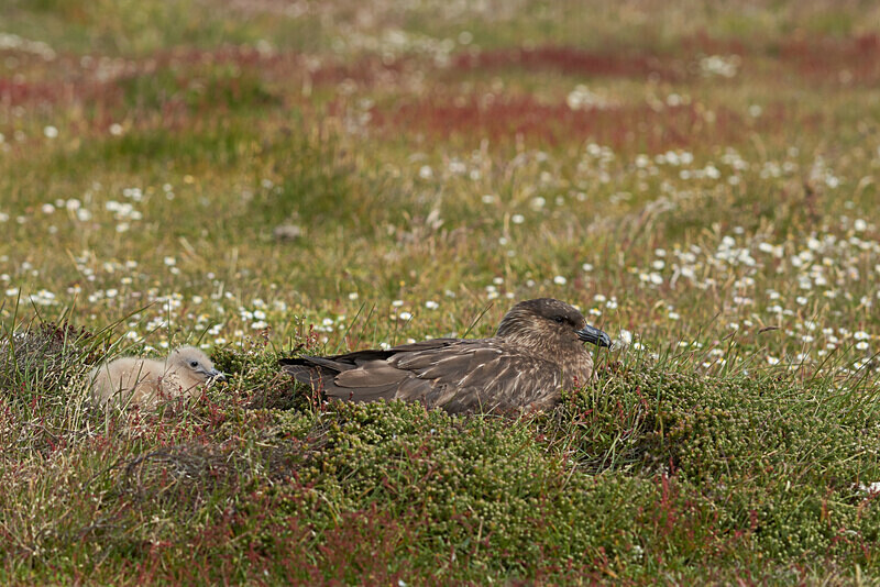 10 - ARPS Panel - Wildlife of the Falkland Islands