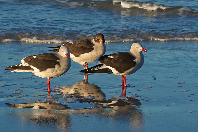 Dolphin Gulls - Saunders Island