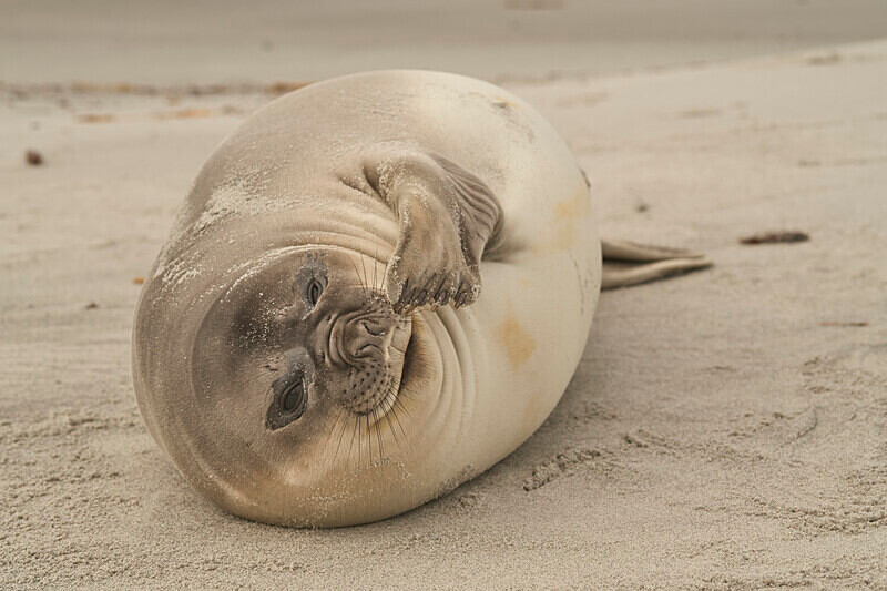 Just weaned - Southern Elephant Seal pup - Sea Lion Island