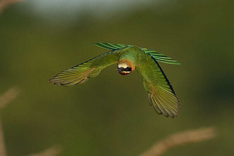 White-fronted Bee-eater in flight - South Luangwa National Park - April 2024
