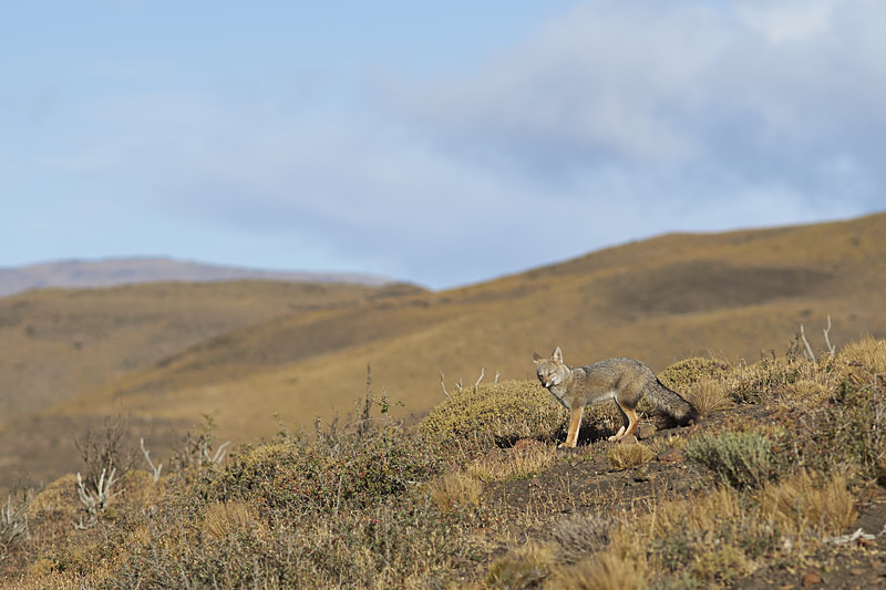 South American Grey Fox - Wildlife of Chile