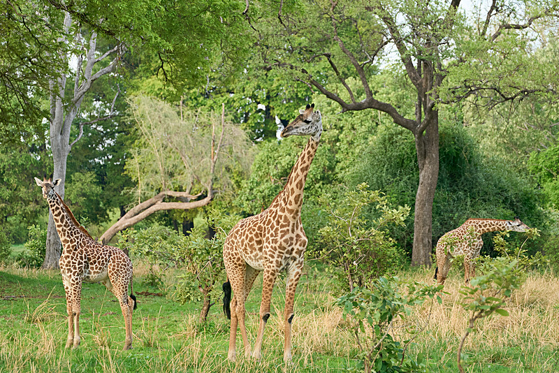  - South Luangwa National Park - November 2024