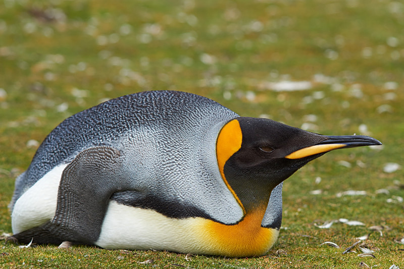 King Penguin at Rest - Volunteer Point