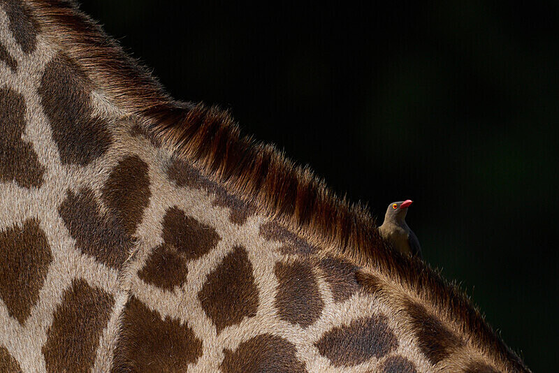 Red-billed Oxpecker on Thornicroft's giraffe - South Luangwa National Park - April 2024