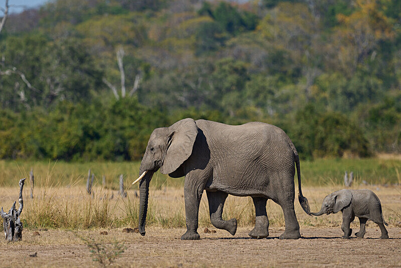 Elephant and calf - South Luangwa National Park - April 2024