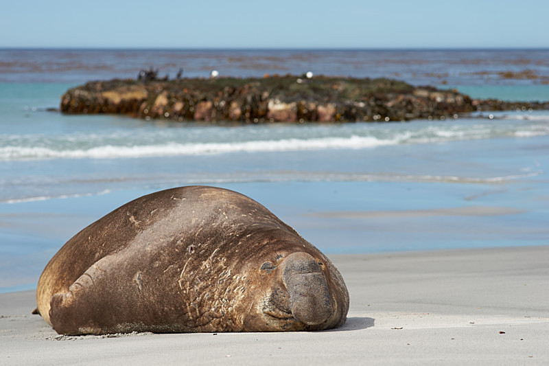 Elephant Seal - Sea Lion Island