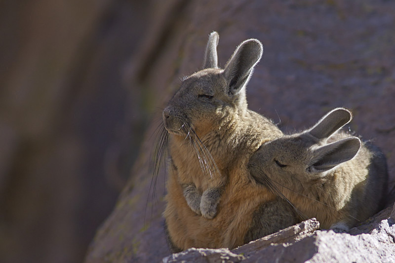 Mountain Viscacha Snuggling - Wildlife of Chile