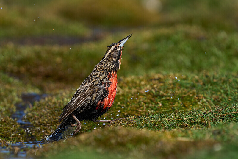 Long Tailed Meadowlark - Falkland Islands Oct 22