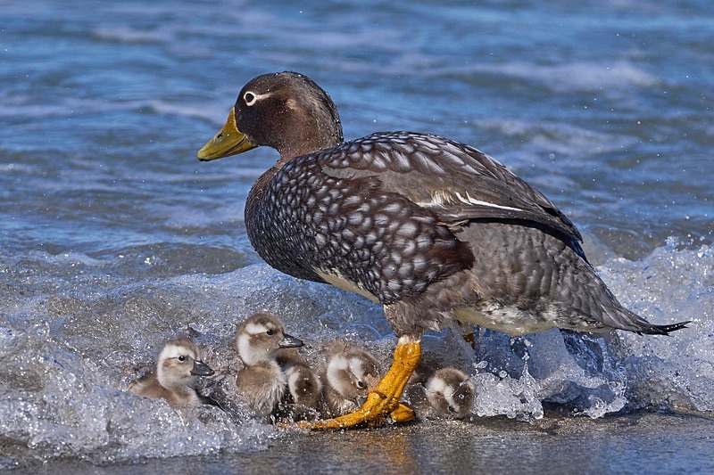 Falkland Steamer Duck and brood - Falkland Islands - Oct 23