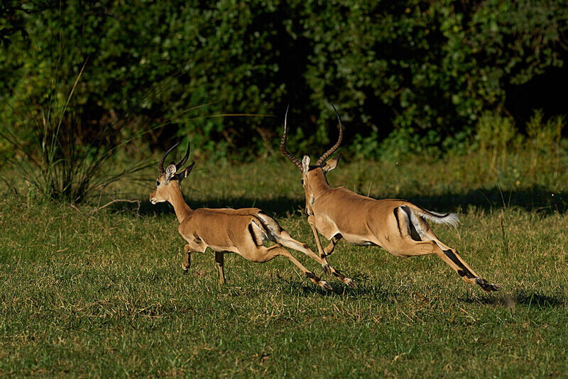 Impala chase - South Luangwa National Park - April 2024