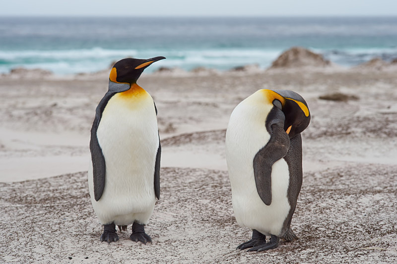 King Penguin Sleeping - Volunteer Point