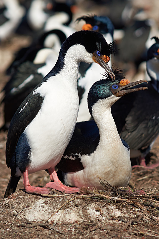 Imperial Shag - Bleaker Island