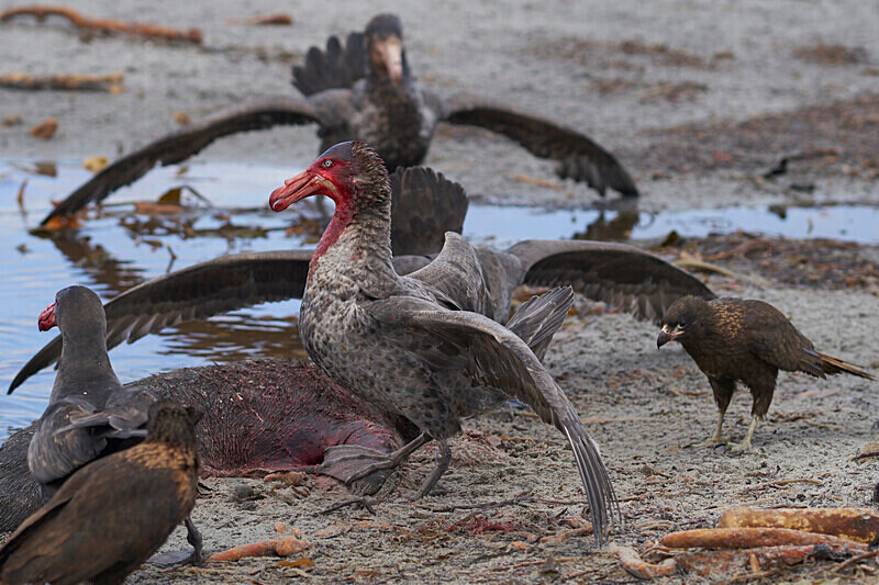 Primeval feast - Northern Giant Petrel - Sea Lion Island