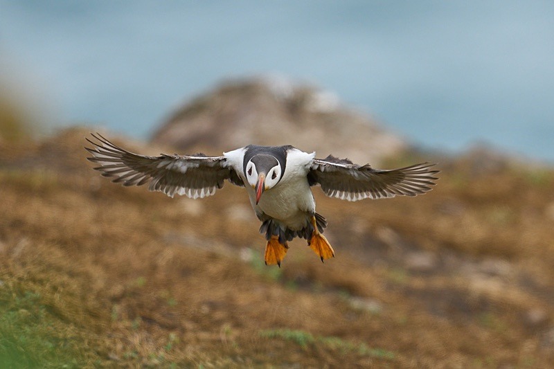 Atlantic Puffin - Puffins of Skomer