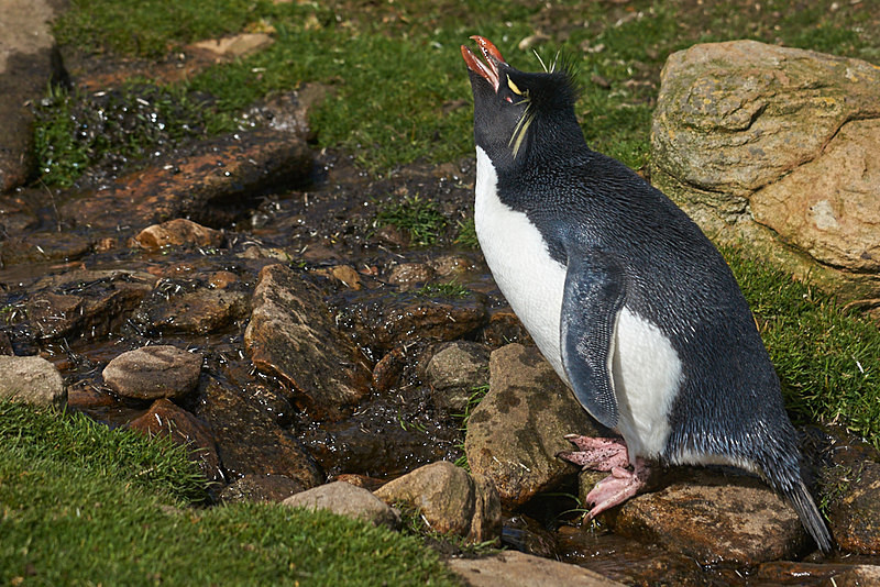 Rockhopper Penguin - Saunders Island