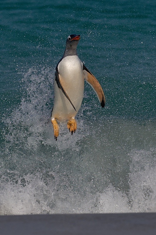 Gentoo Penguin coming ashore - Falkland Islands - Oct 23