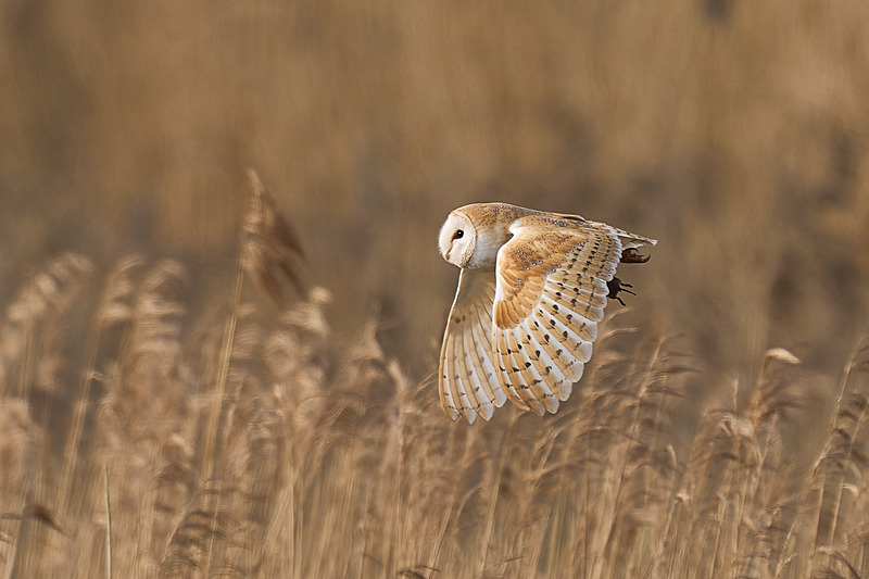  - Wildlife of the Somerset Levels