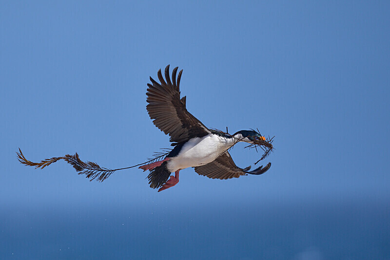 Imperial Shag - Falkland Islands Oct 22