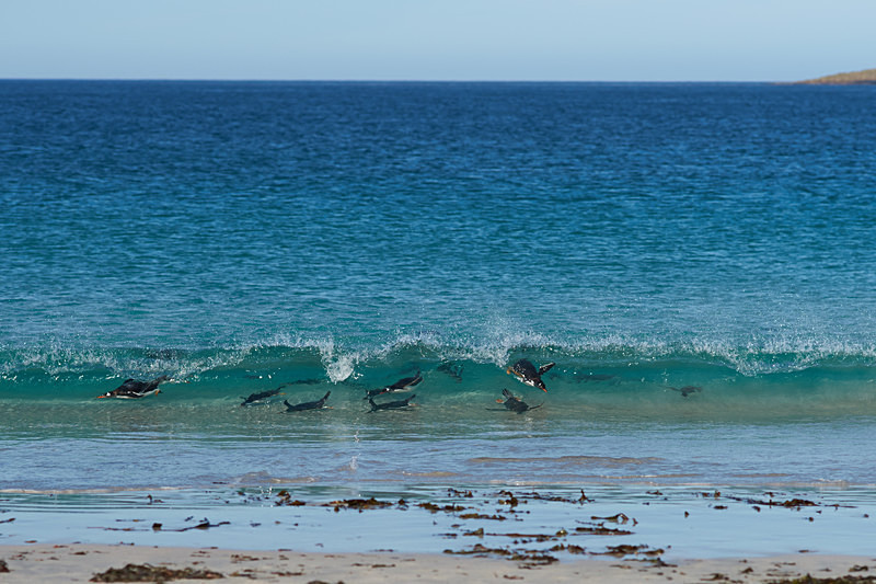 Gentoo Penguins Surfing - Bleaker Island