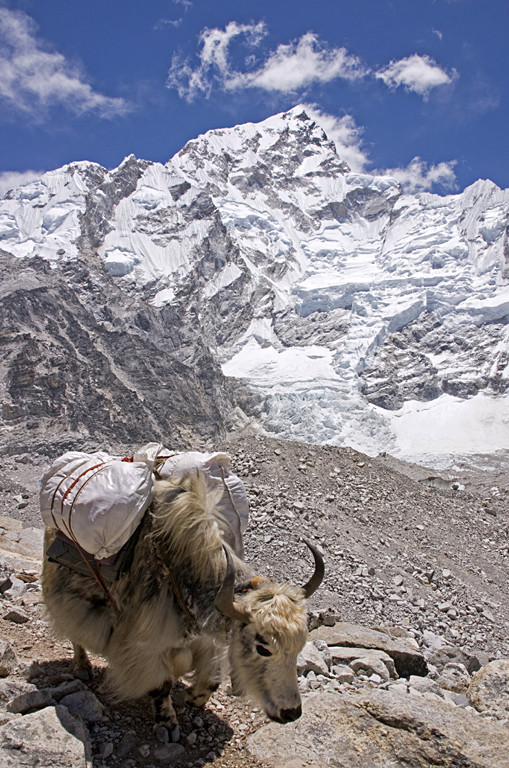 Yak Carrying Baggage - Nepal