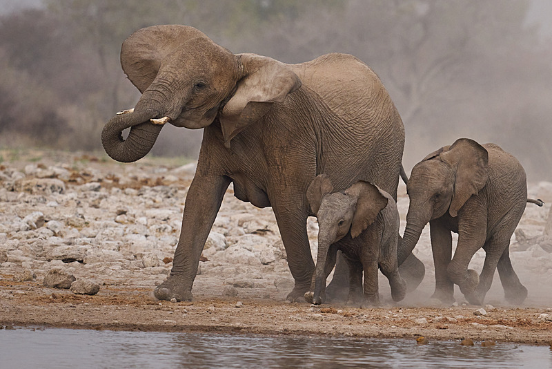  - Etosha National Park - September 2025