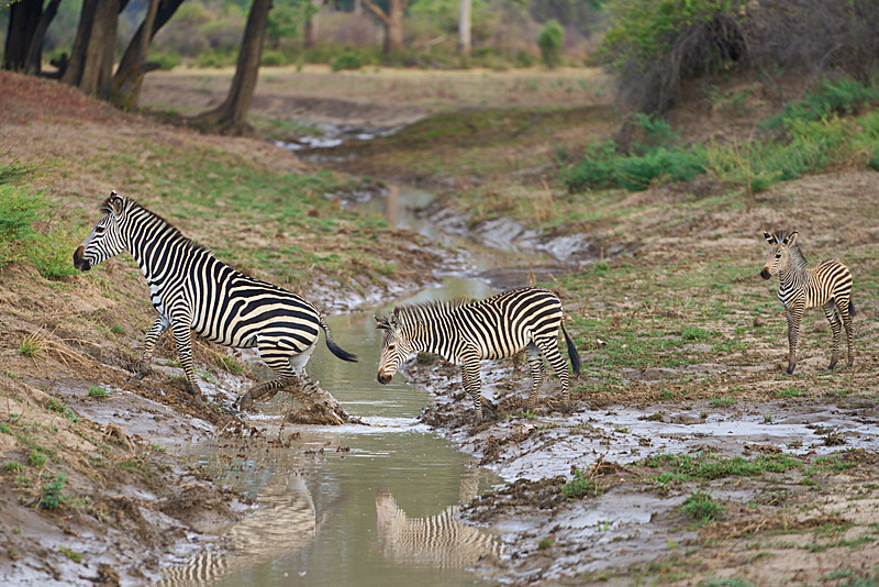  - South Luangwa National Park - November 2025