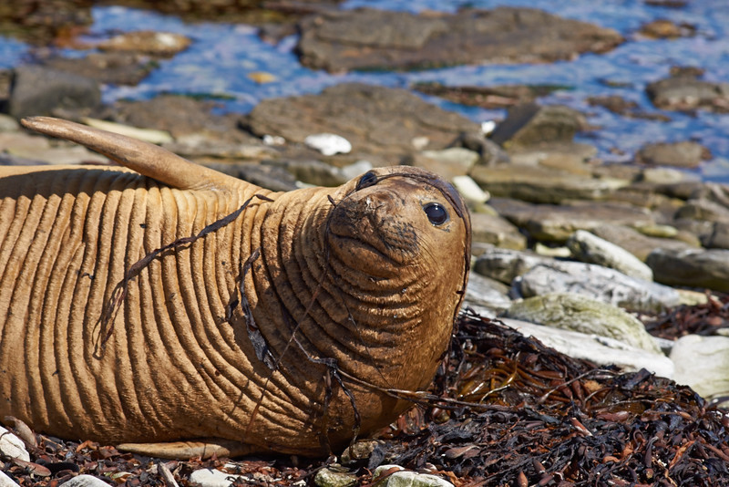 Female Elephant Seal - Carcass Island