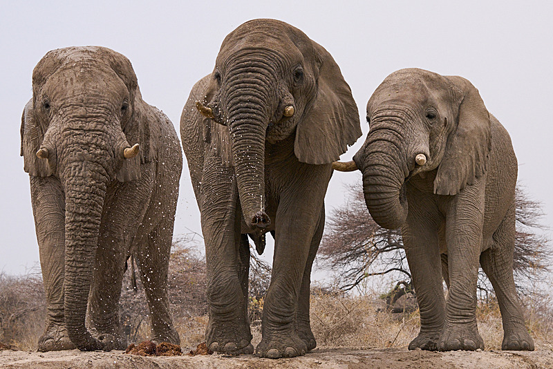  - Etosha National Park - September 2025