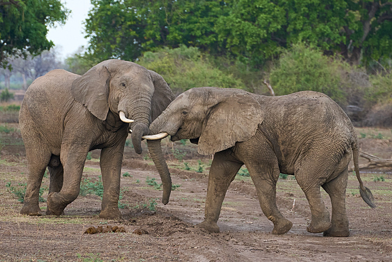  - South Luangwa National Park - November 2025