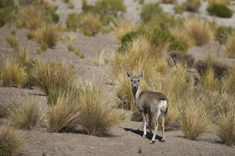 Female North Andean Deer - Altiplano of North-East Chile