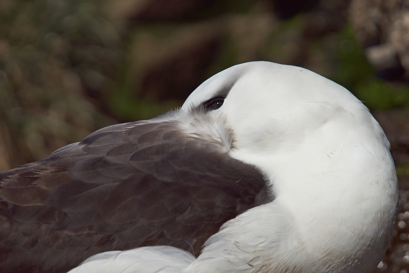 Black-browed Albatross - Saunders Island