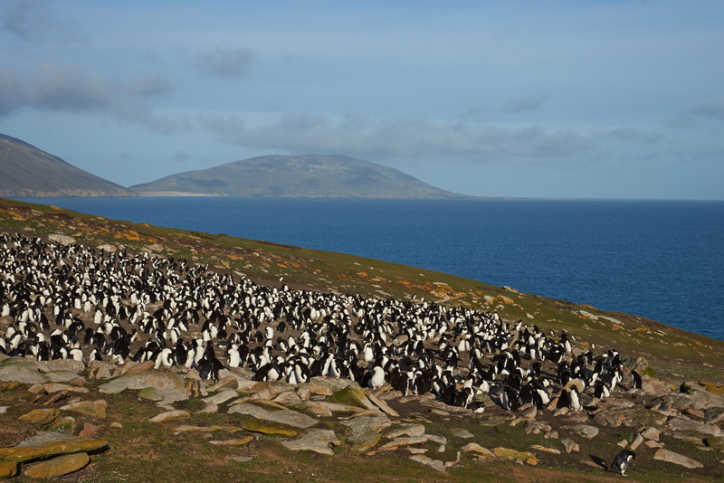 Rockhopper Penguin colony - Saunders Island