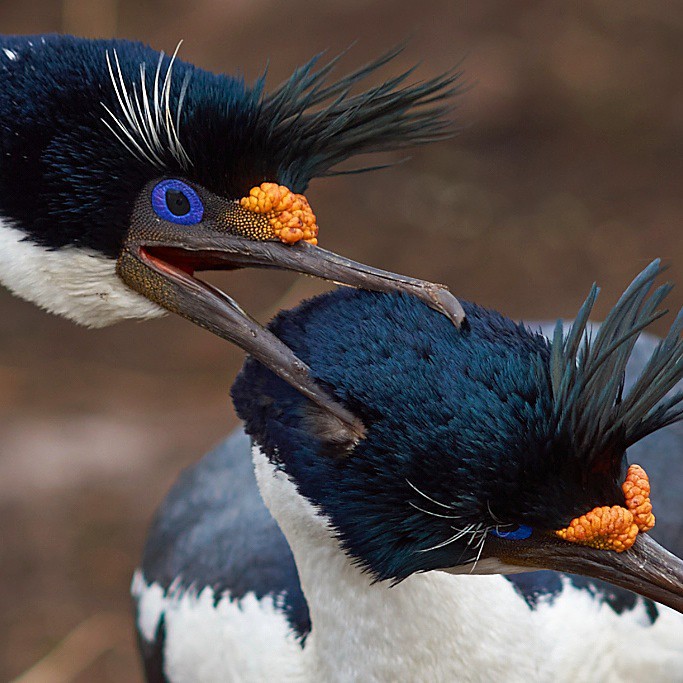 Imperial Cormorants - Saunders Island